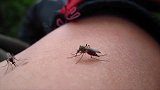美国现“食人巨蚊”，任何动物都会被吸成“干尸”，人都不敢出门