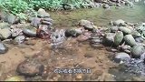 村民河边抓到一只“水怪”，浑身光滑似猴，一双长爪叫人不敢靠近