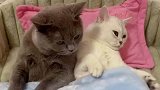 两只小猫咪的爱情故事，太可爱了