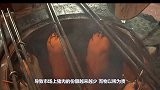 红河猪这繁殖能力，在非洲已经泛滥成灾，是时候将它引入中国了！
