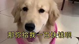 金毛上网撩男主，见“上钩”转身就去讹钱，这是养了只冤家吧