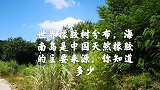 世界橡胶树的分布，海南岛是中国天然橡胶的主要来源，你知道多少