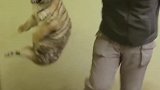 虎宝宝也怕打疫苗
