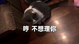 这只会叫妈妈的小猫咪，你确定你不是成精了吗？