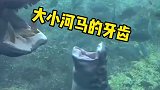 河马冷知识之大河马和小河马的牙齿有什么不一样