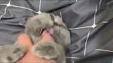猫咪很不情愿的被主人撸，想咬主人报复，奈何抵不过主人的拳头