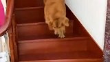 这才是真正的神犬，自从养了狗子，家里都不用请保姆了！