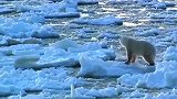 北极熊, 冰海融化, 世界那么大却没有它的落脚地