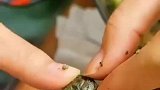 海上捕捞上来的，直接就剥开吃