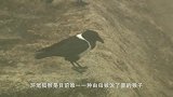 唯一一种母猴说了算的猴，环银狐猴，靠体臭博配偶权