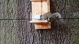 松鼠正在树上玩耍，猎人一枪将它射杀了
