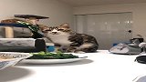 猫咪：主人太抠门，连青菜都舍不得给我一颗
