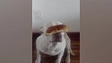 小狗真的好想吃面包啊，鼻子上面有一块，主人让吃了吗