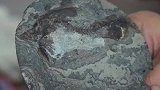 石油开采也跨界！出土6000万年前鱼化石