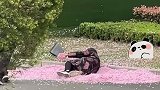 奶奶躺在樱花瓣中拍照，爷爷跑到身后浪漫撒花，画面温馨让人羡慕