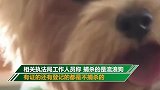 湖北一小区公告称要捕杀流浪狗 城管局：捕杀未开始