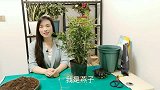 花香植物“九里香”，春季这样换盆和养护，夏秋赏花“不停歇”