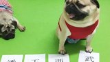 巴哥犬让主人饰演武大郎，领走潘金莲之前，要先把药喝了