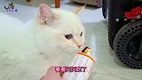 听到主人要给梳毛，胖公猫屁颠屁颠跑过来，鄙视的眼神依旧霸气