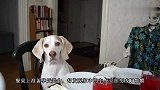 狗狗发现主人全部变成了骷髅，竟吓的一动不动，画面太可爱了