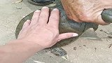 男子在河里钓到野生甲鱼，诱饵咬得太紧了，取出来真麻烦！
