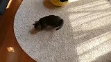 地毯上的猫咪好可爱，卧在上面好乖巧啊，想养猫咪了呢！