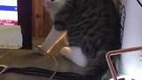 猫：不给我拿小鱼干，我就把网线咬断！