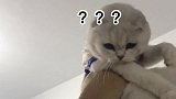 男主人抱着猫咪抓虫子，猫咪一脸懵这是什么情况