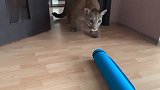 呆萌的大猫：老爸，我不做瑜伽