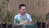 月季盆里撒上一把“它”，月月都开花