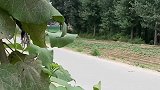 父母养我们小我养父母老