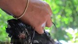 兄弟二人河边柴火炖土鸡，原汁原味，感觉味道美滋滋