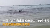 鲨鱼闯进三亚海滩咬人系受伤 鲸鱼搁浅