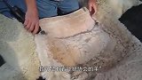 这只羊拒绝剃毛，生气到跺脚，