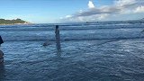 主人在海里眺望远方，狗子被水淹没