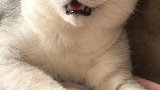 你是狗还是猫