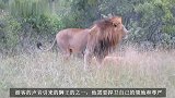 作死的游客！故意招惹雄狮，引得雄狮发怒