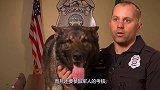 退伍军犬被确认无用后，处理方法让人心疼，看完眼眶红了