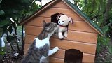 主人买了个新玩具放在院子里，家里的三只猫看到后惊呆了