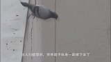 鸽子在楼顶四处张望，下一秒居然跳楼了，得知真相让人哭笑不得