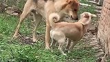 狗子：你给我等着，我回村儿叫兄弟们来！