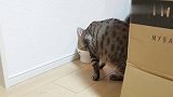 在猫咪身后放三个大西瓜，猫咪的表现好淡定，跟我想像的不一样呀