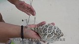 两大网红海底偶遇，相爱相杀是为啥都是挡不住的美味