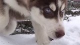西伯利亚狼！第一次见雪！一脸懵逼的眼神二哈 哈士奇