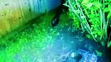 食物长期被盗，农场主装了感应水枪