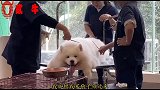 小孩子有什么坏心思，三岁萌娃咋混的人憎狗厌，连母鸡都躲远远呢