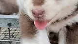 阿拉斯加狗狗挺漂亮，我就问问