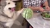 你么不让我吃那只好自己动手了