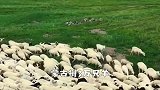 蒙古捐羊，到底什么概念