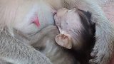 猴子瘦弱的身体不停的喝奶，看上去很可怜